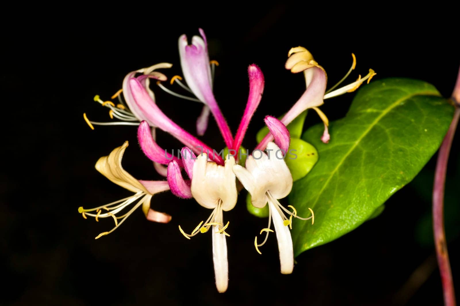 Honeysuckle with flower