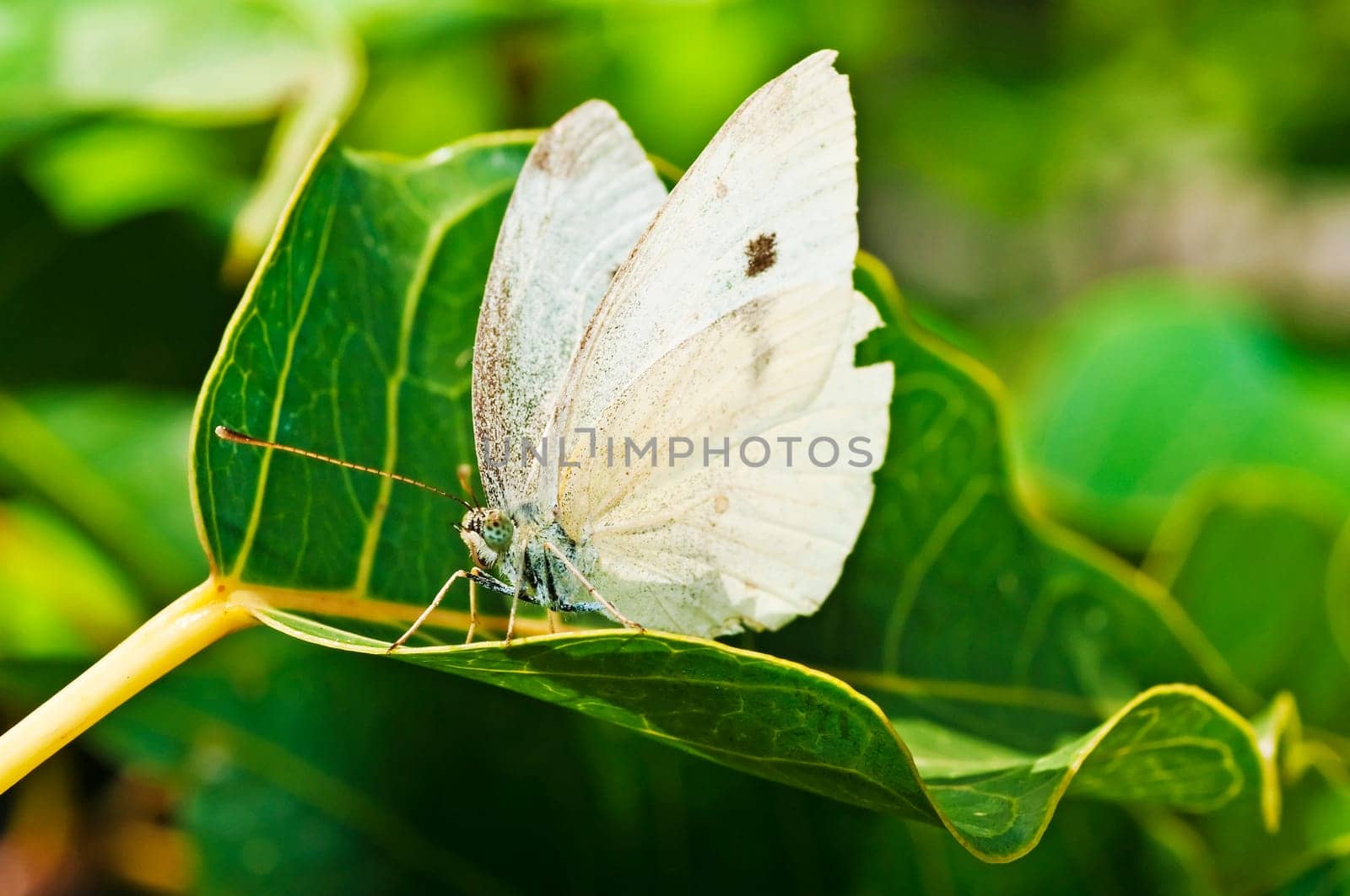 Greater cabbage white,Pieris brassicae