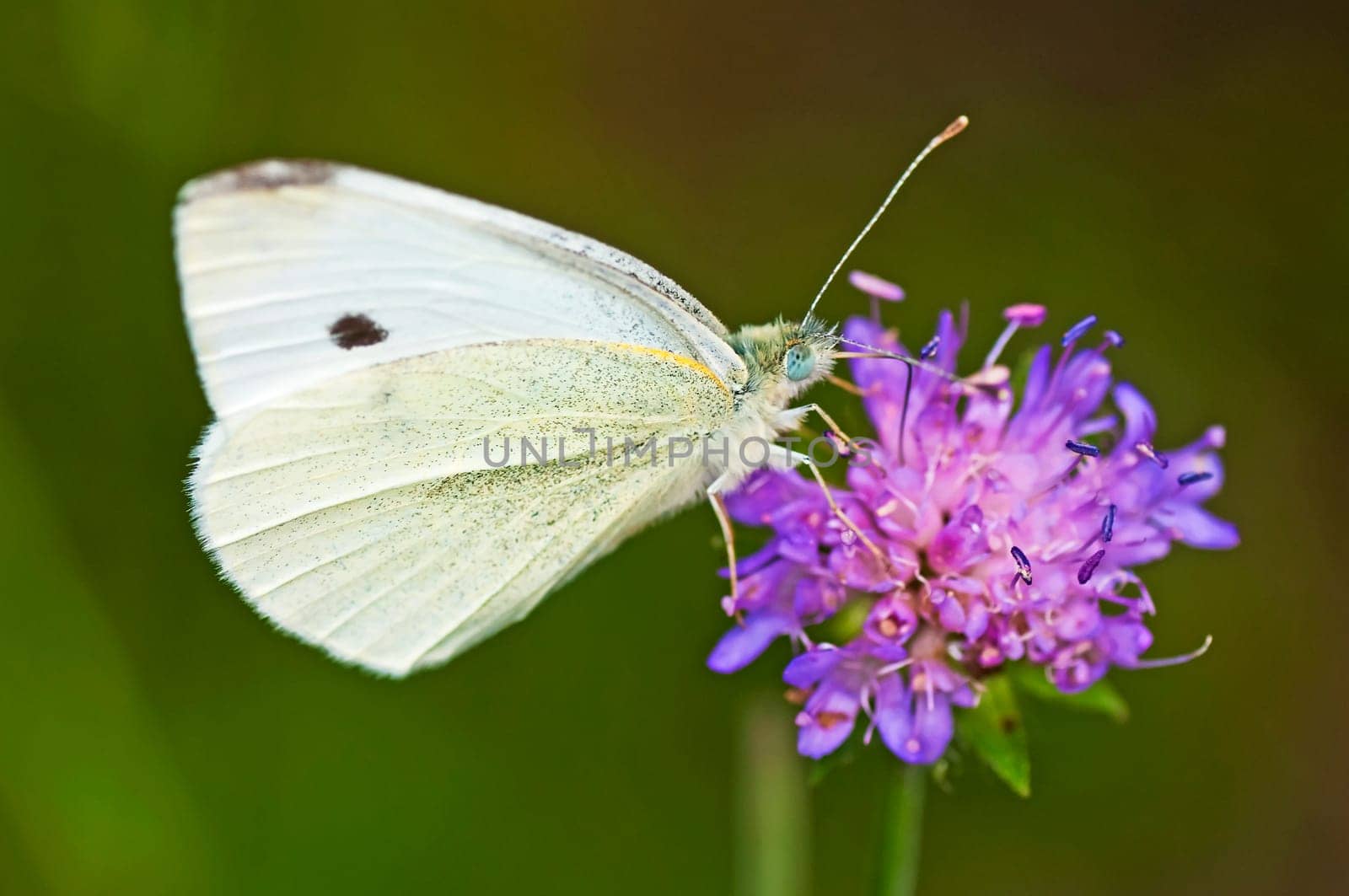 Greater cabbage white,Pieris brassicae