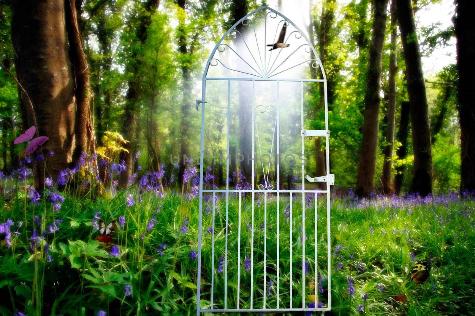 a gateway to a wood full of bluebells butterflys and paradise