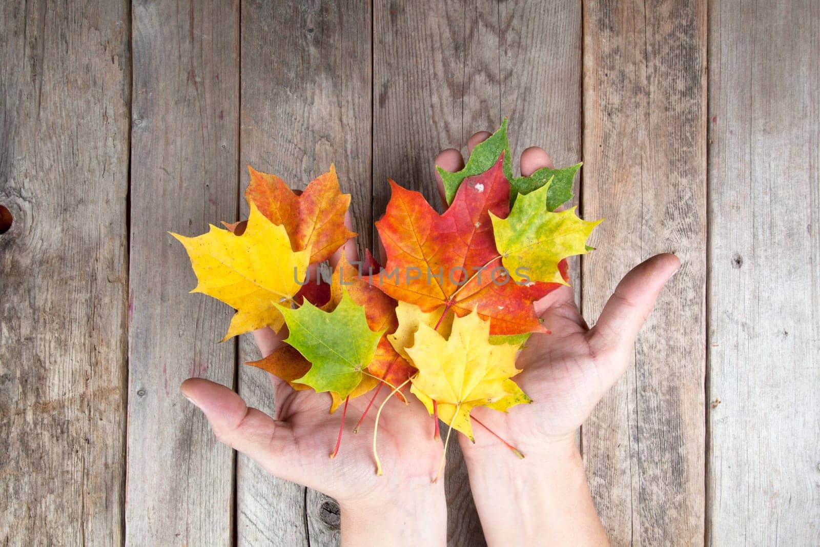 Autumn leaves on a hand with old wooden background