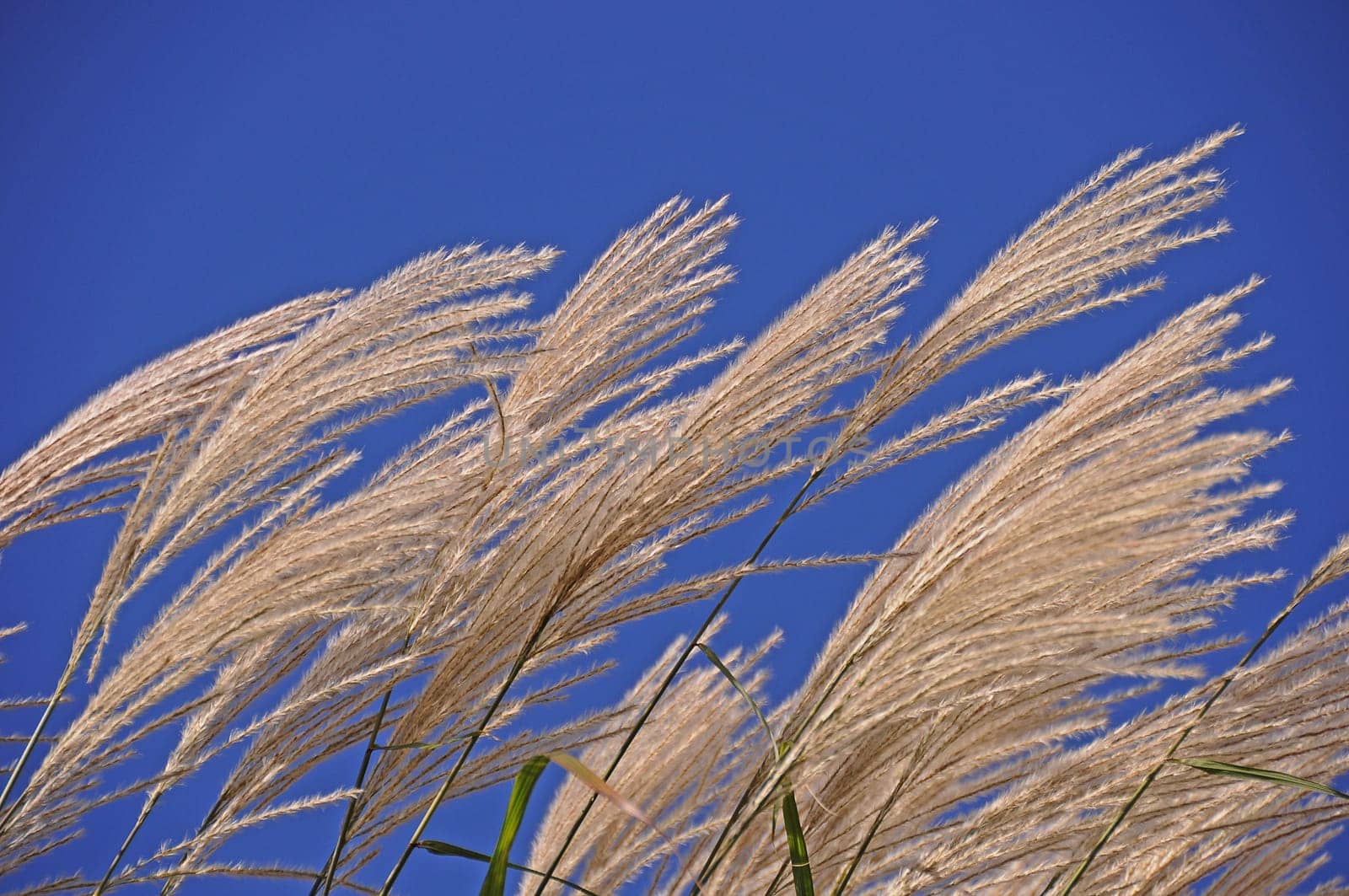 Pampas grass