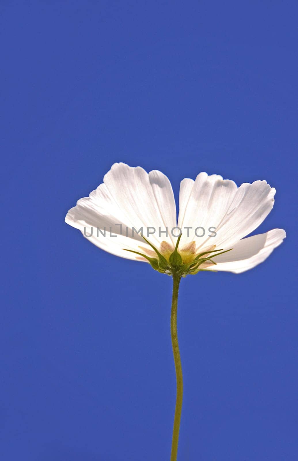 Cosmos