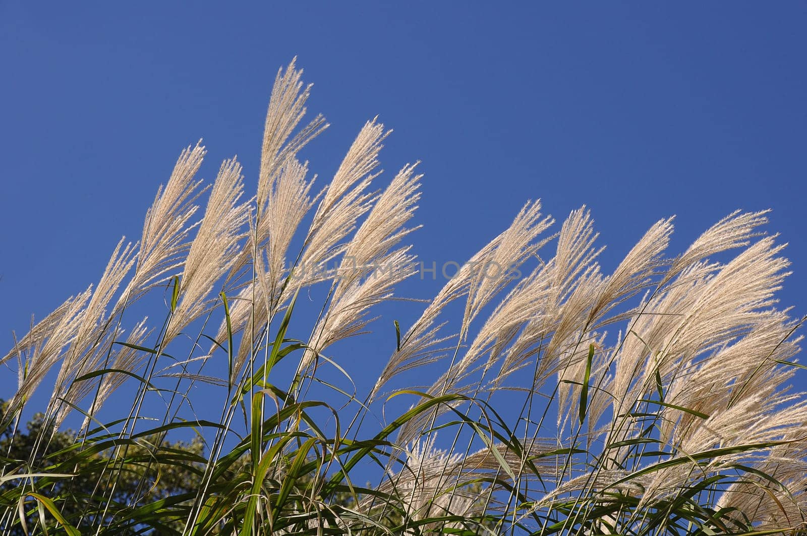 Pampas grass