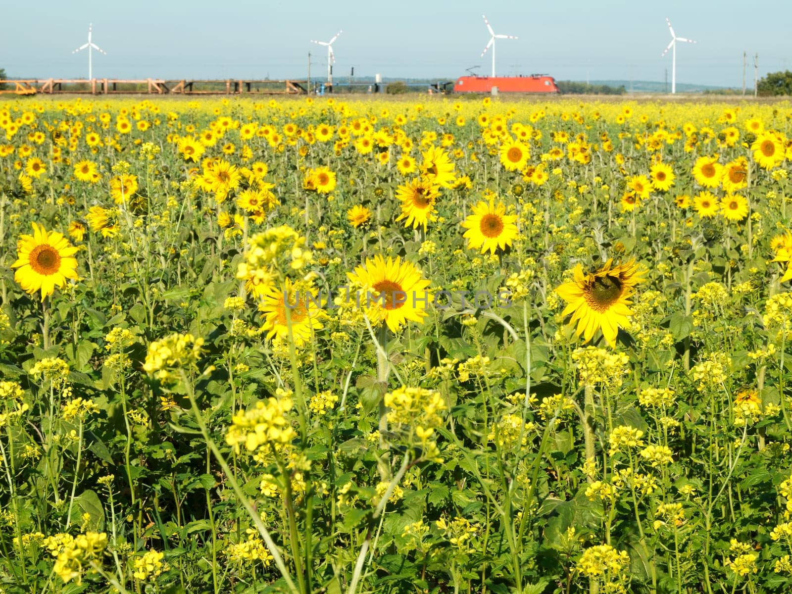 Sunflowers and wind turbine,alternative energy to protect the environment