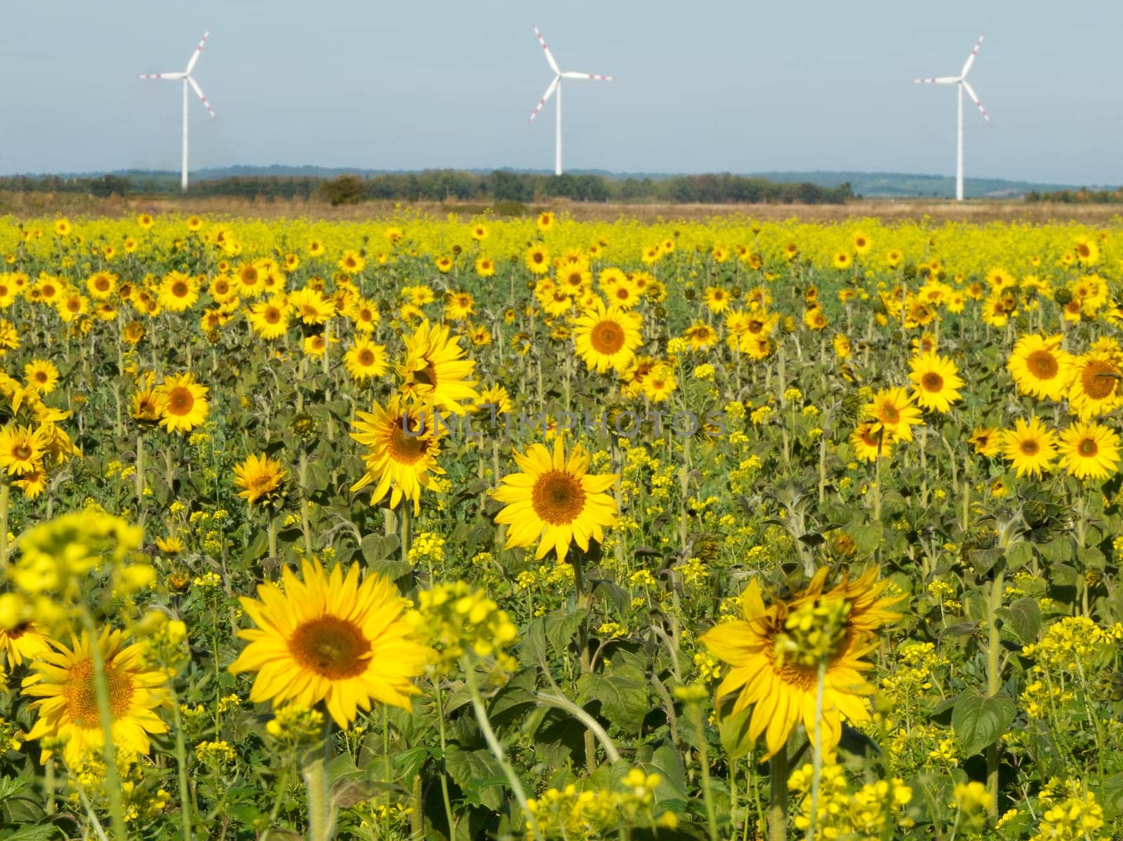 Sunflowers and wind turbine,alternative energy to protect the environment