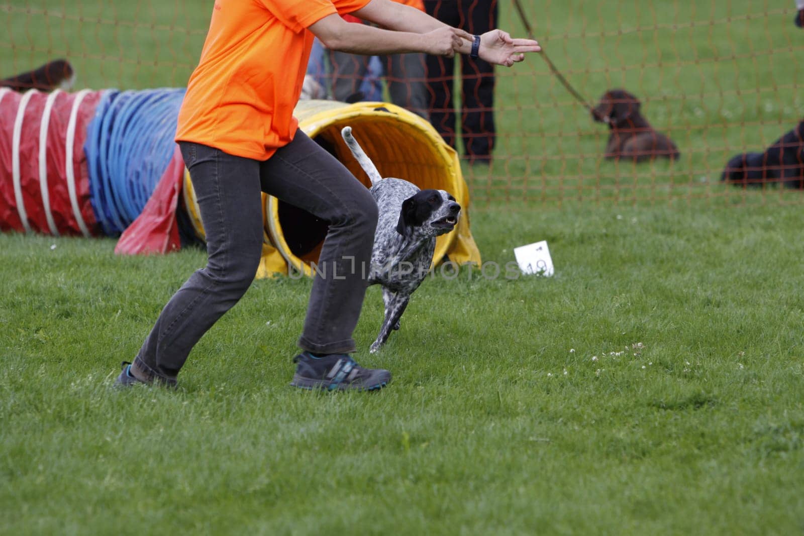 Dog in agility