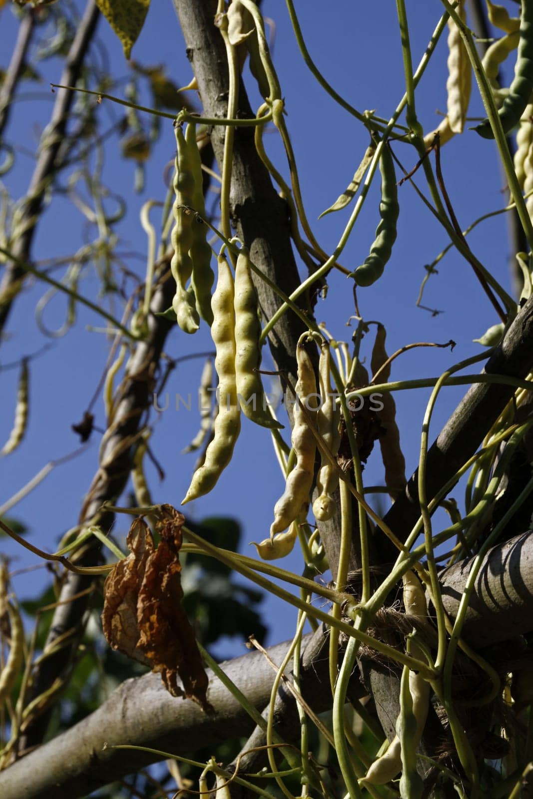 Runner beans in a vegetable garden