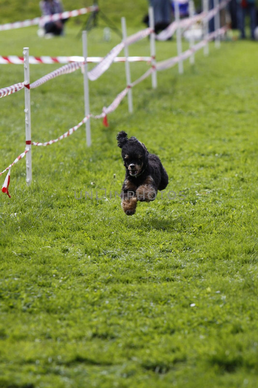Running dog in dog sports