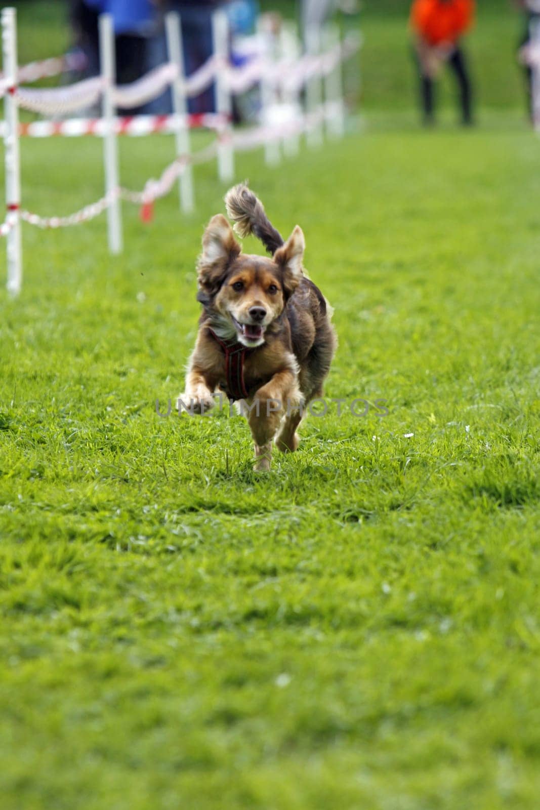Running dog in dog sports