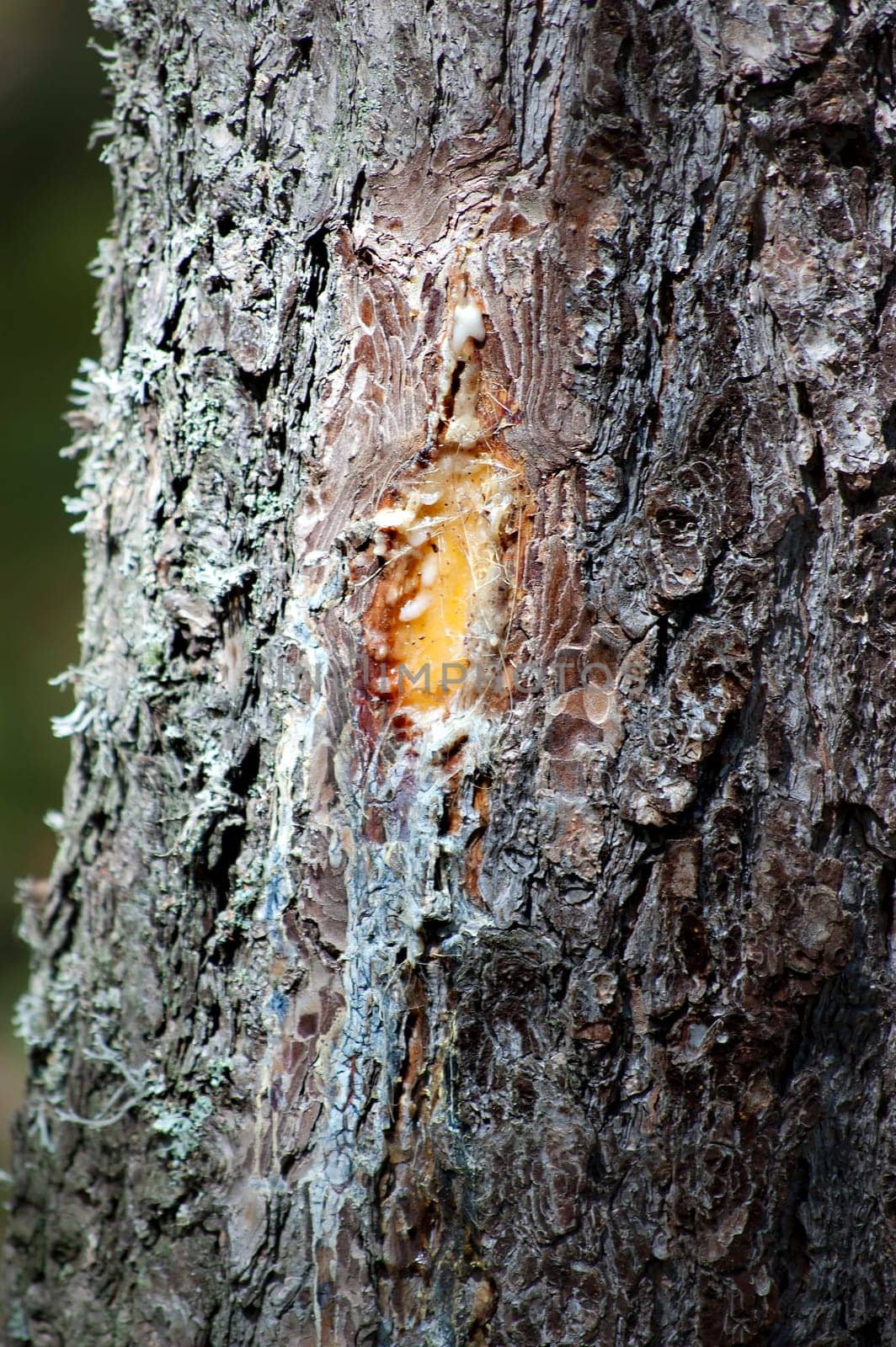 closeup of resin on a pine cortex