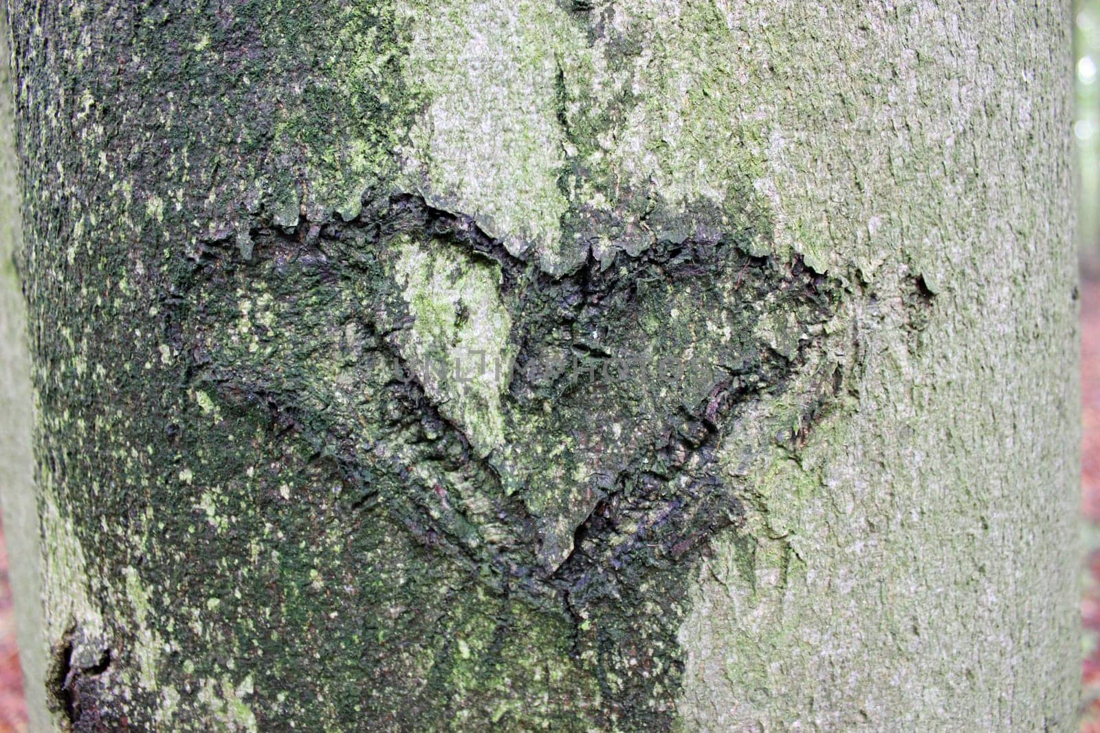 Wet Bark Heart