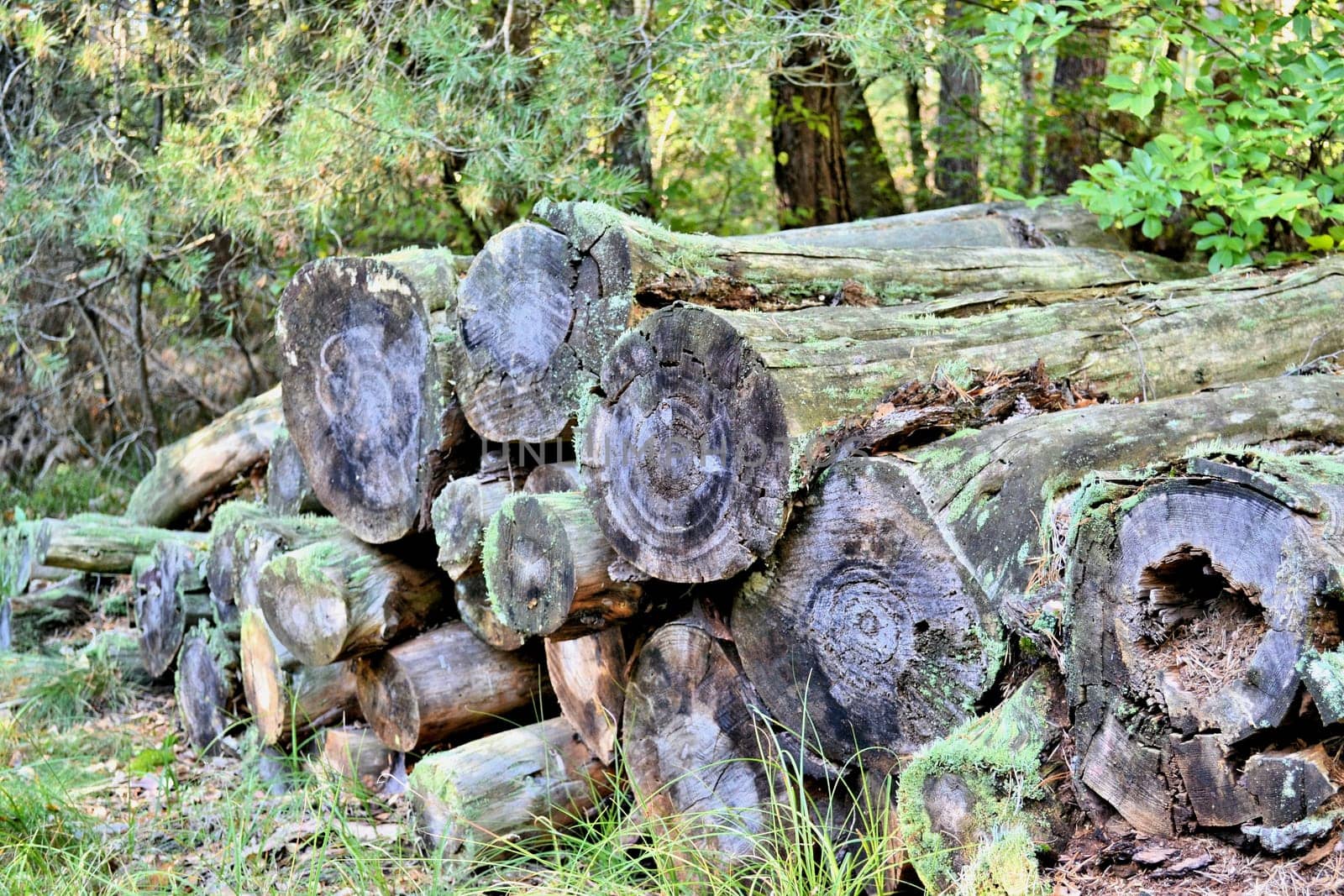 Tree trunks in the forest