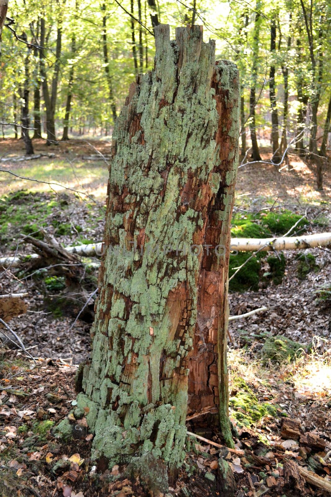 Dead Tree