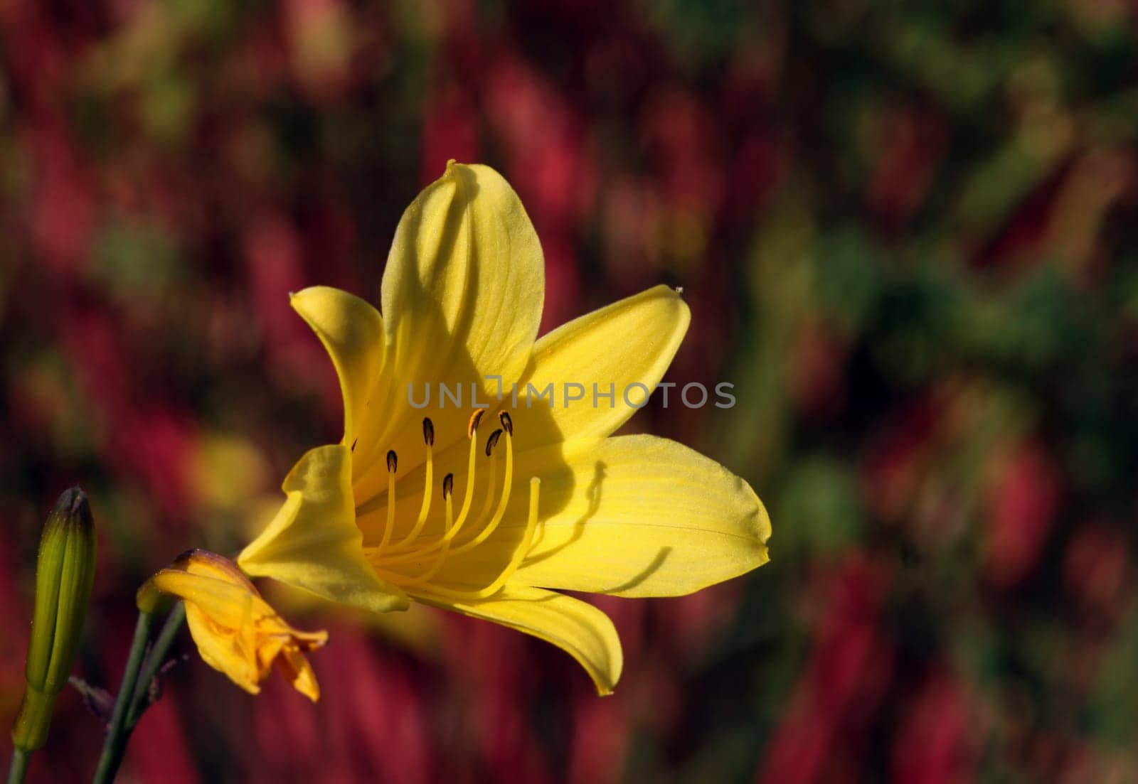 Hemerocallis minor [Lesser Daylily]