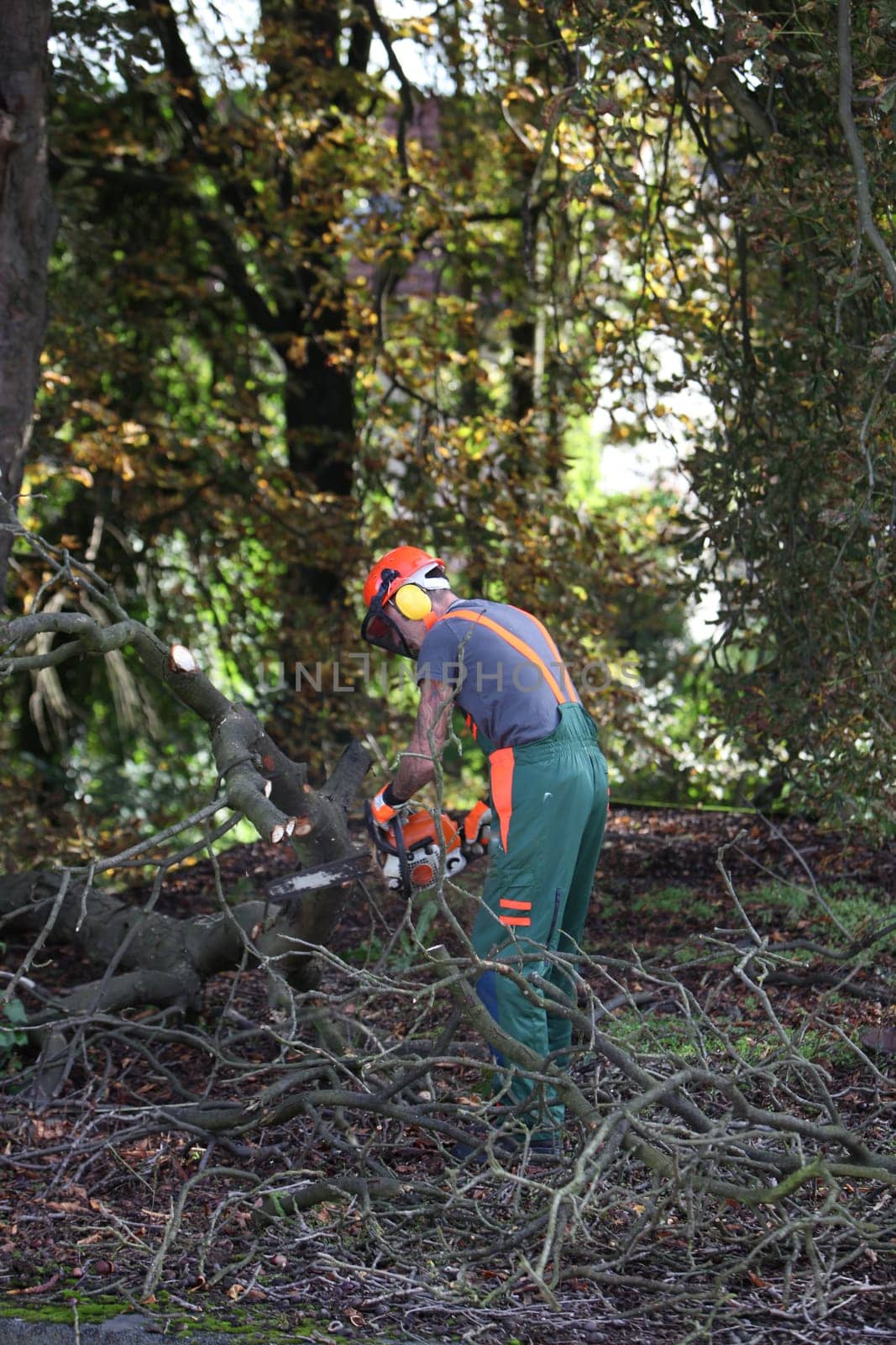 Lumberjack at work cutting down trees