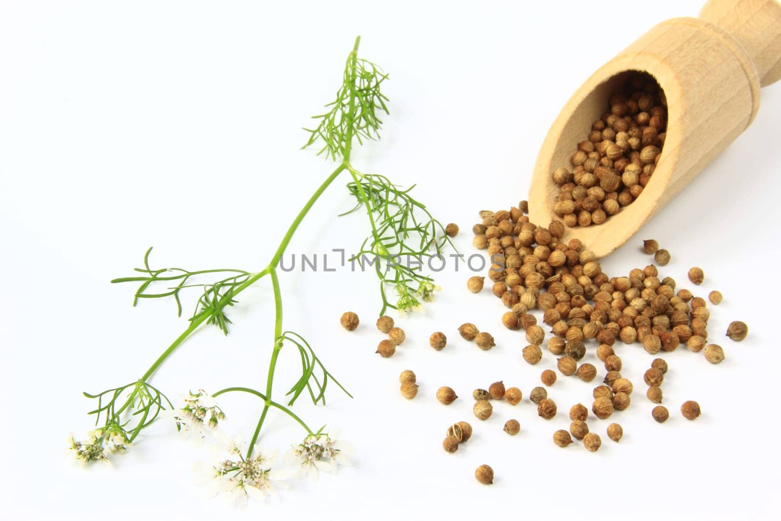 Coriander