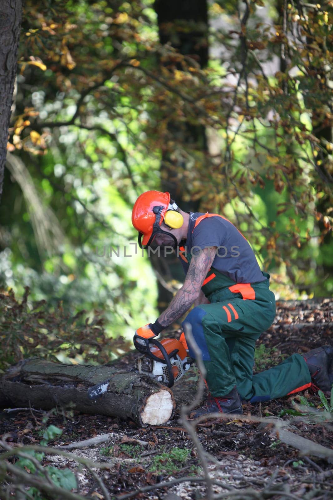 A forestry worker saws a tree trunk. He wears protective clothing