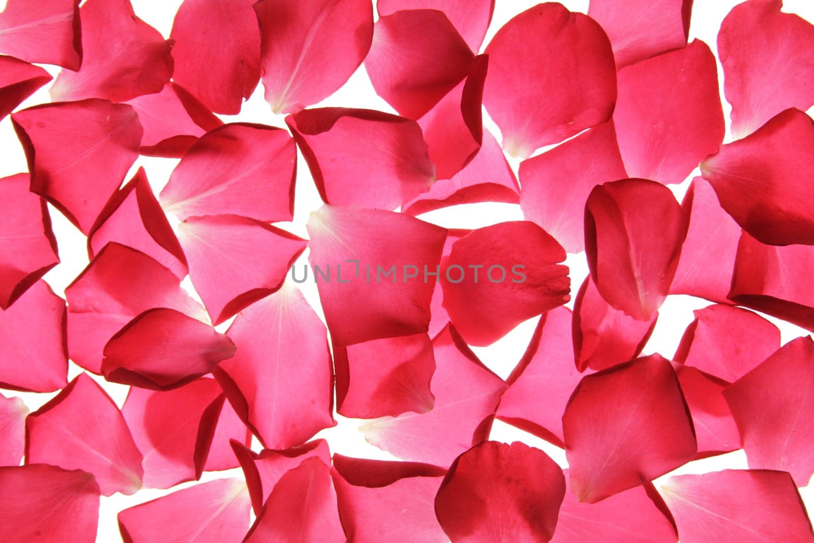 fallen red rose petals