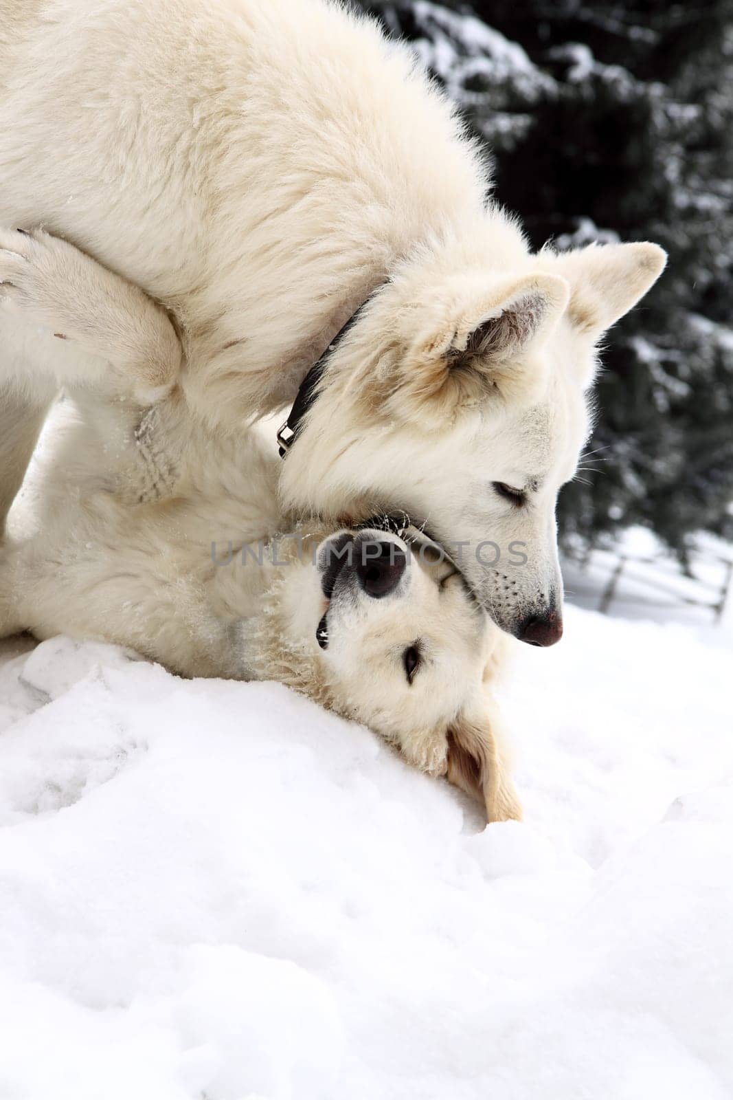 white two doggery fiddling in snow on mountains