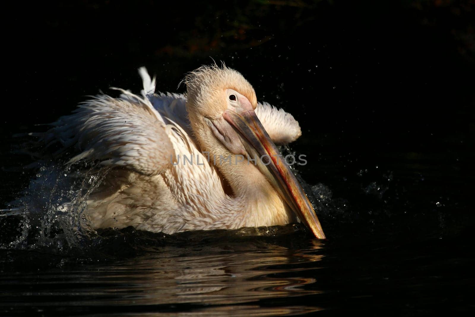 Pelican
