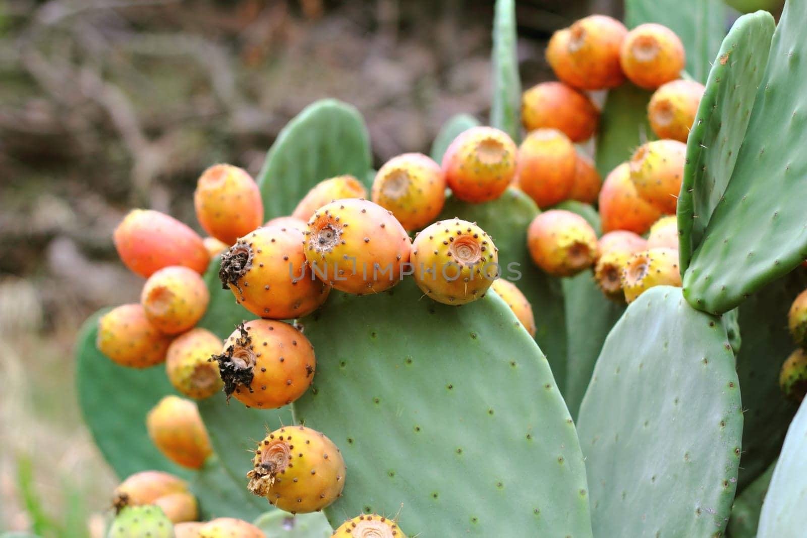 Cactus with figs