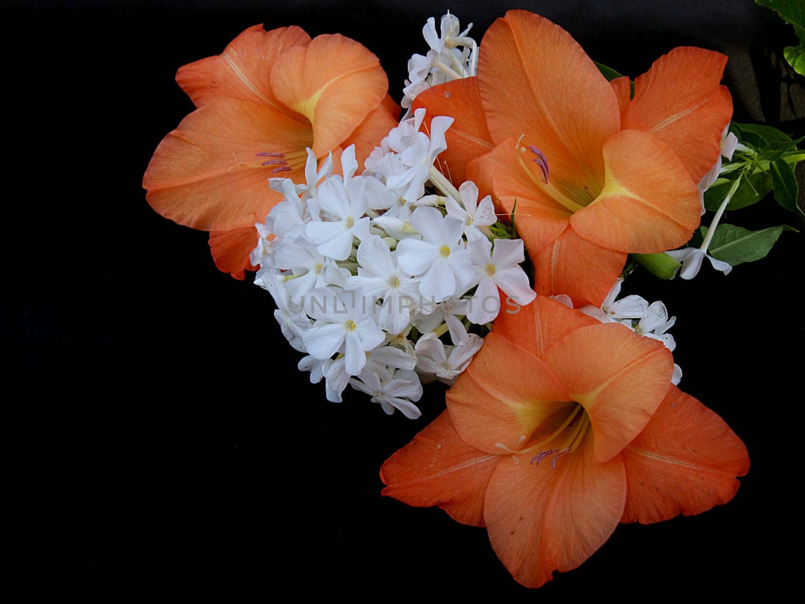 blossoms