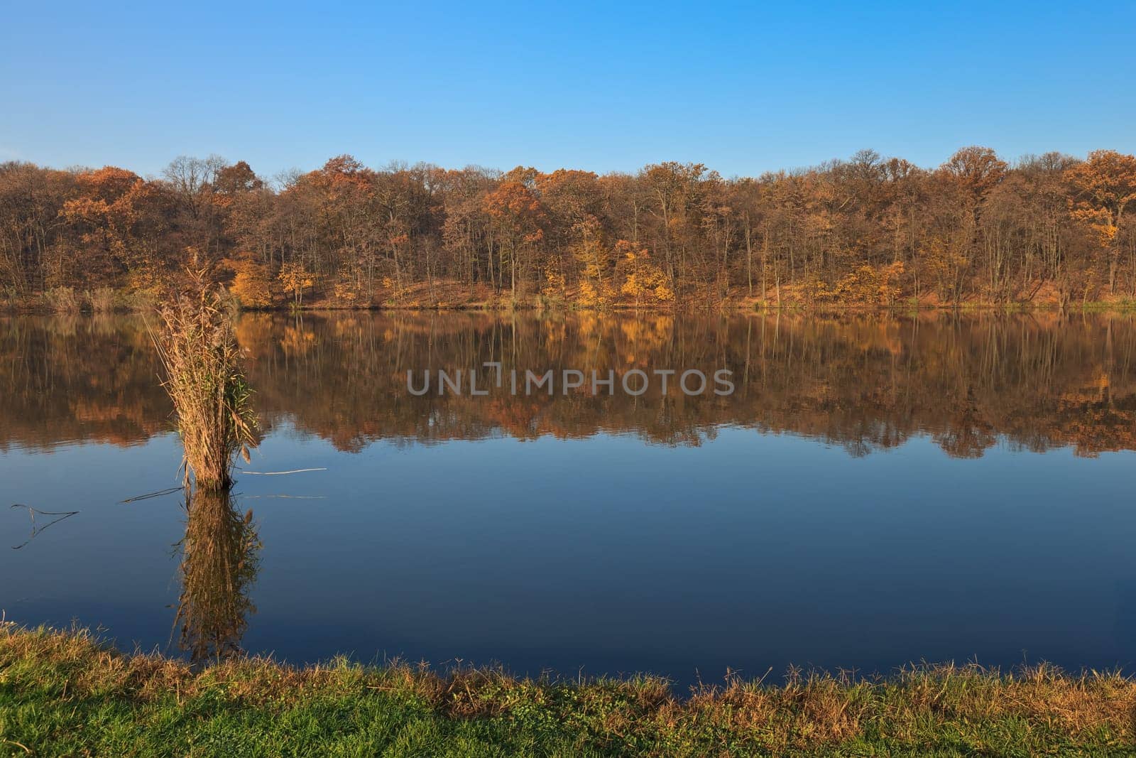 a beautiful forest on a lake in autumn