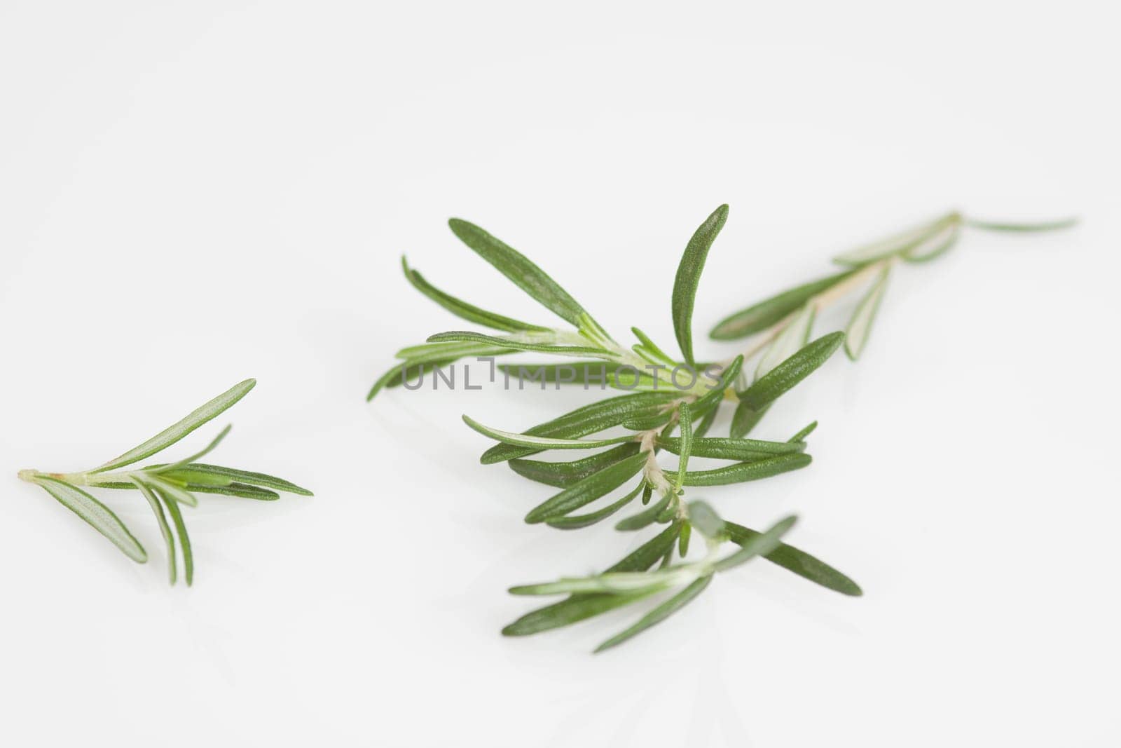 Thyme leaves on a white background