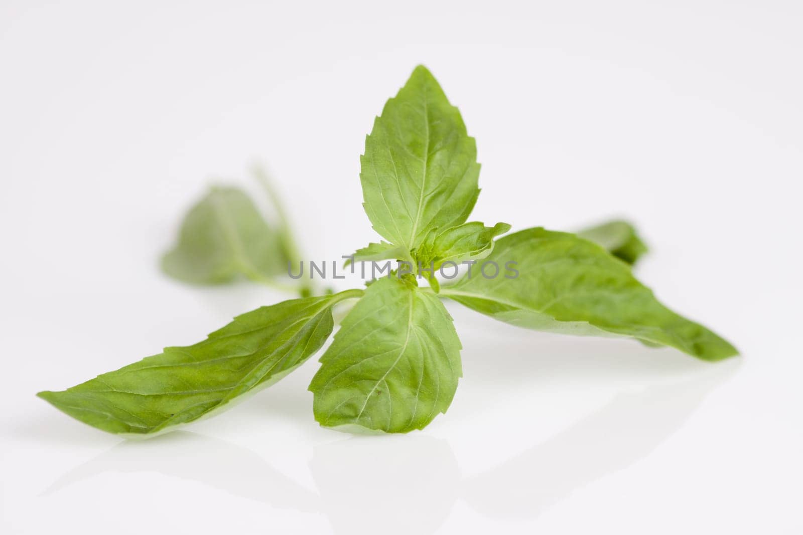 Basil leaves on a white background