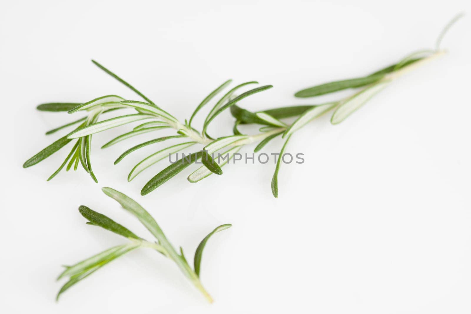 Thyme leaves on a white background