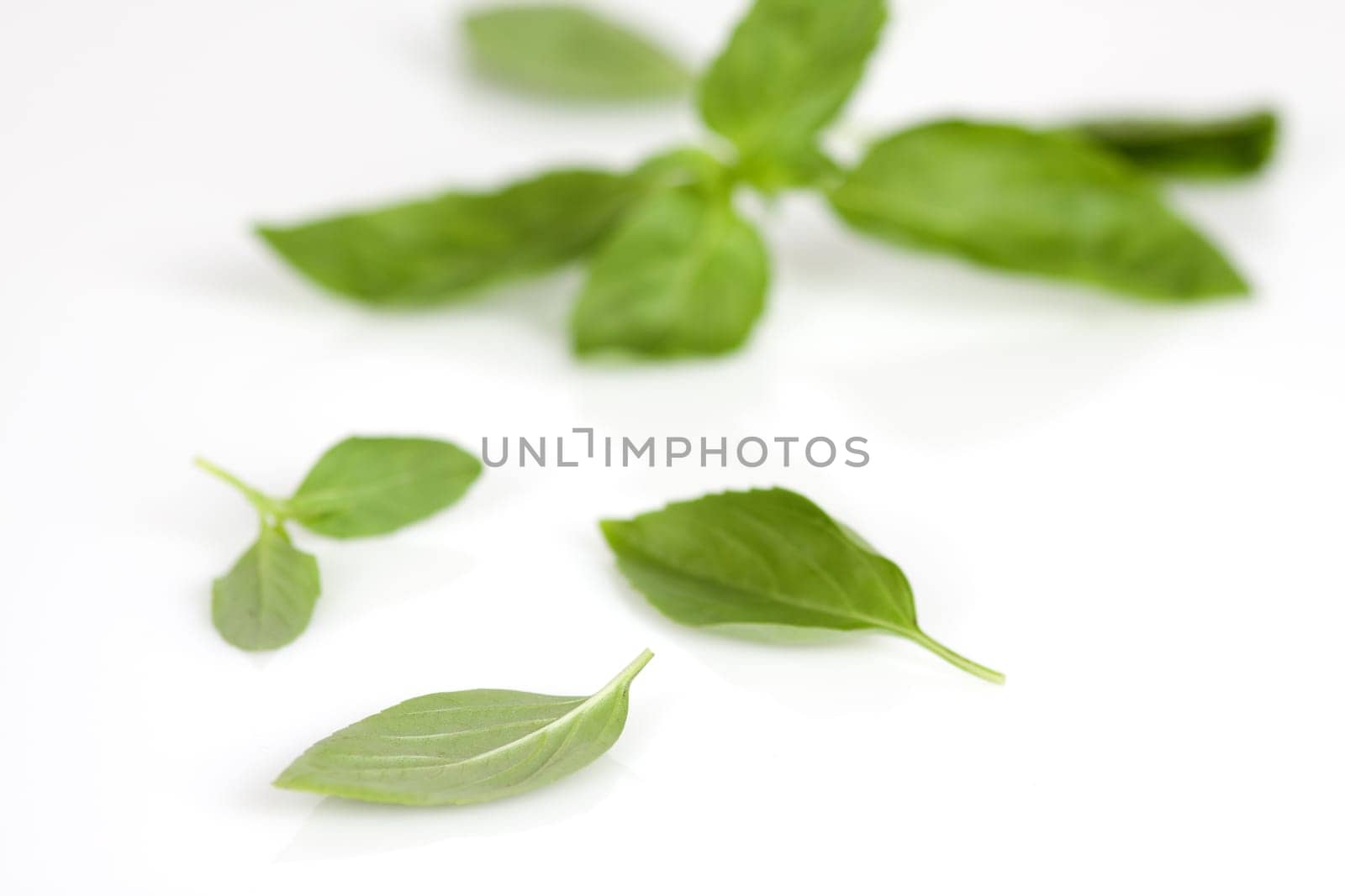 Basil leaves on a white background