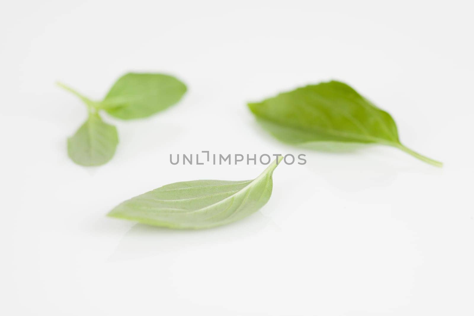 Basil leaves on a white background