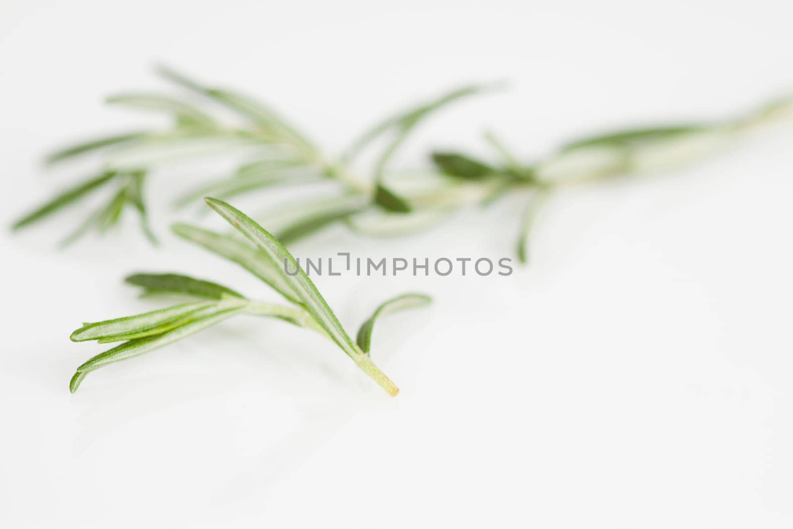 Thyme leaves on a white background