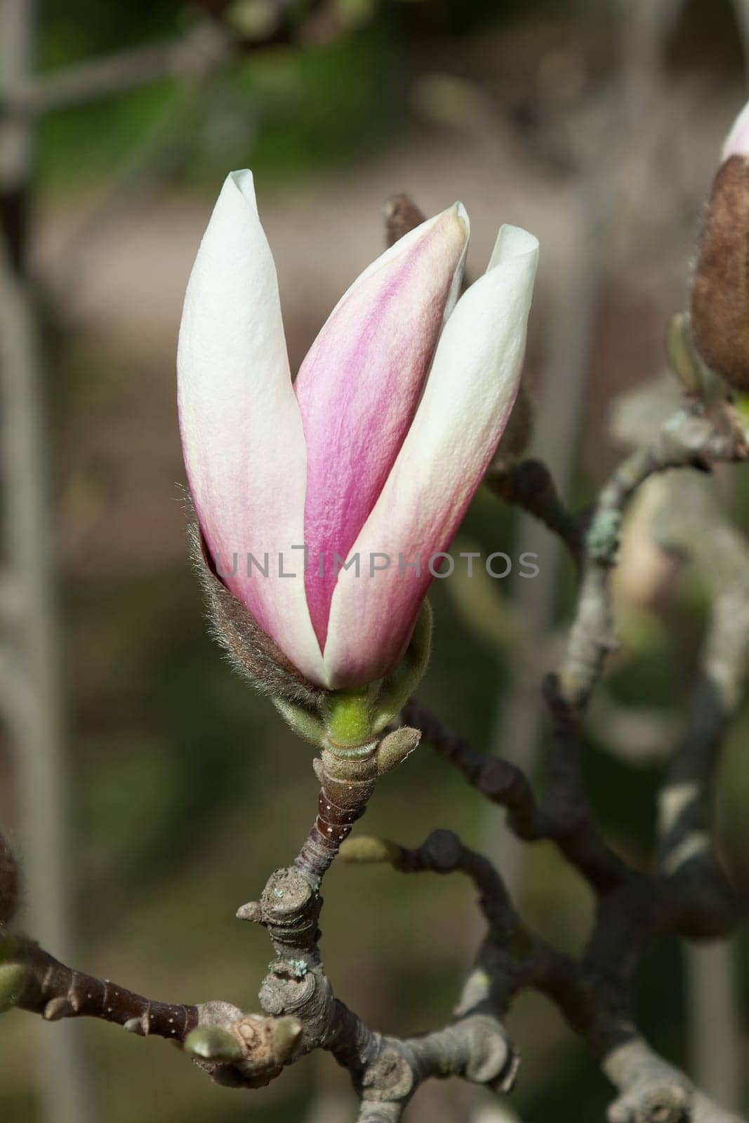 Magnolia tree in sunshine