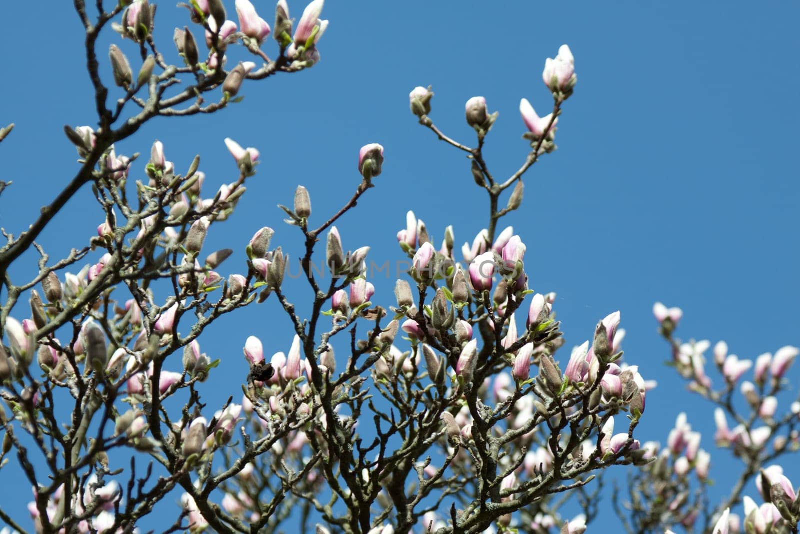 Magnolia tree in sunshine