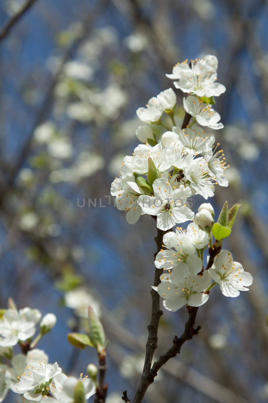 White cherry blossom