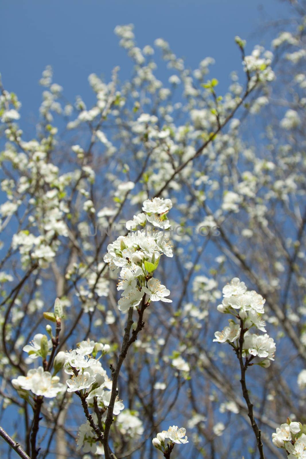 White cherry blossom