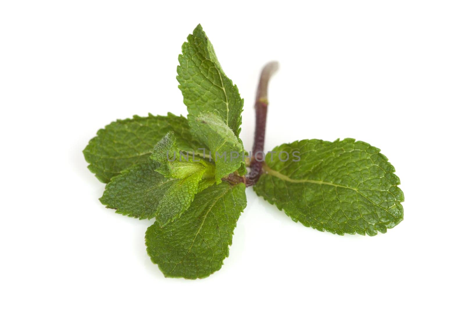 Mint leaves on a white background