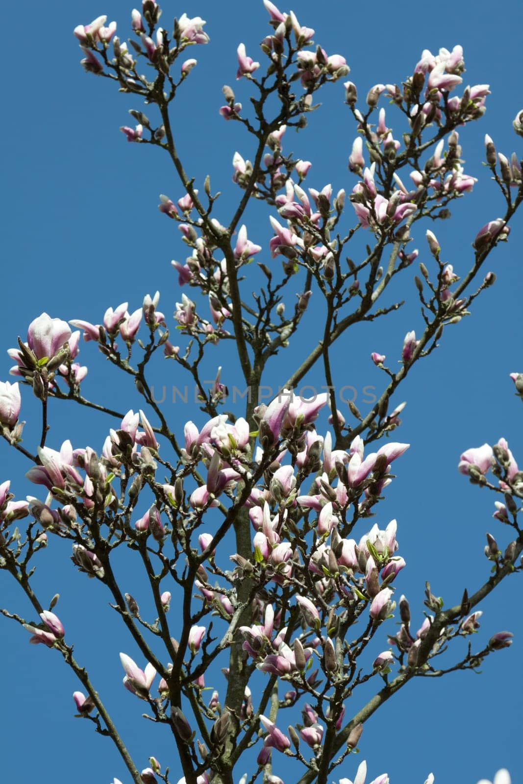 Magnolia tree in sunshine
