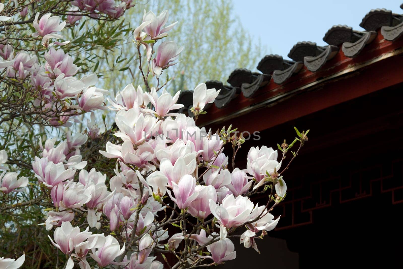 Magnolia under a Chinese roof