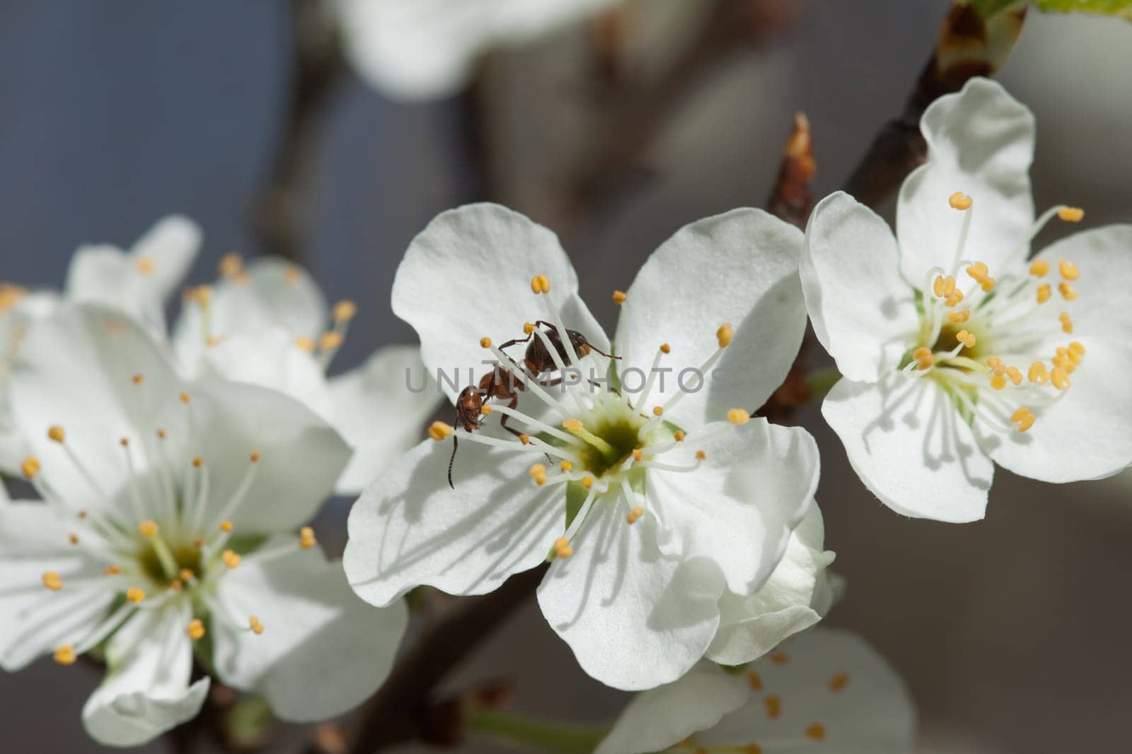 White cherry blossom