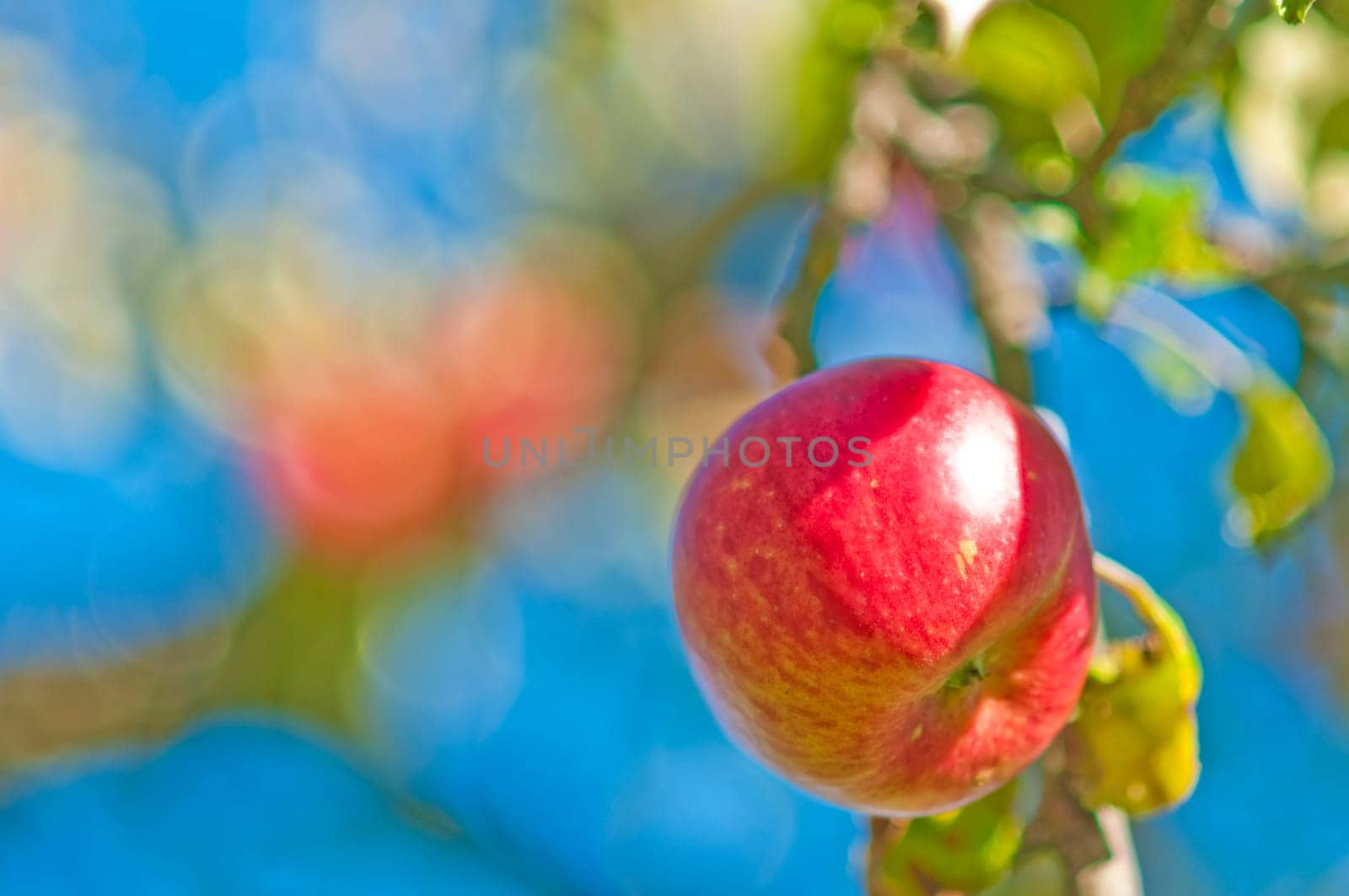 Apples without (New York)