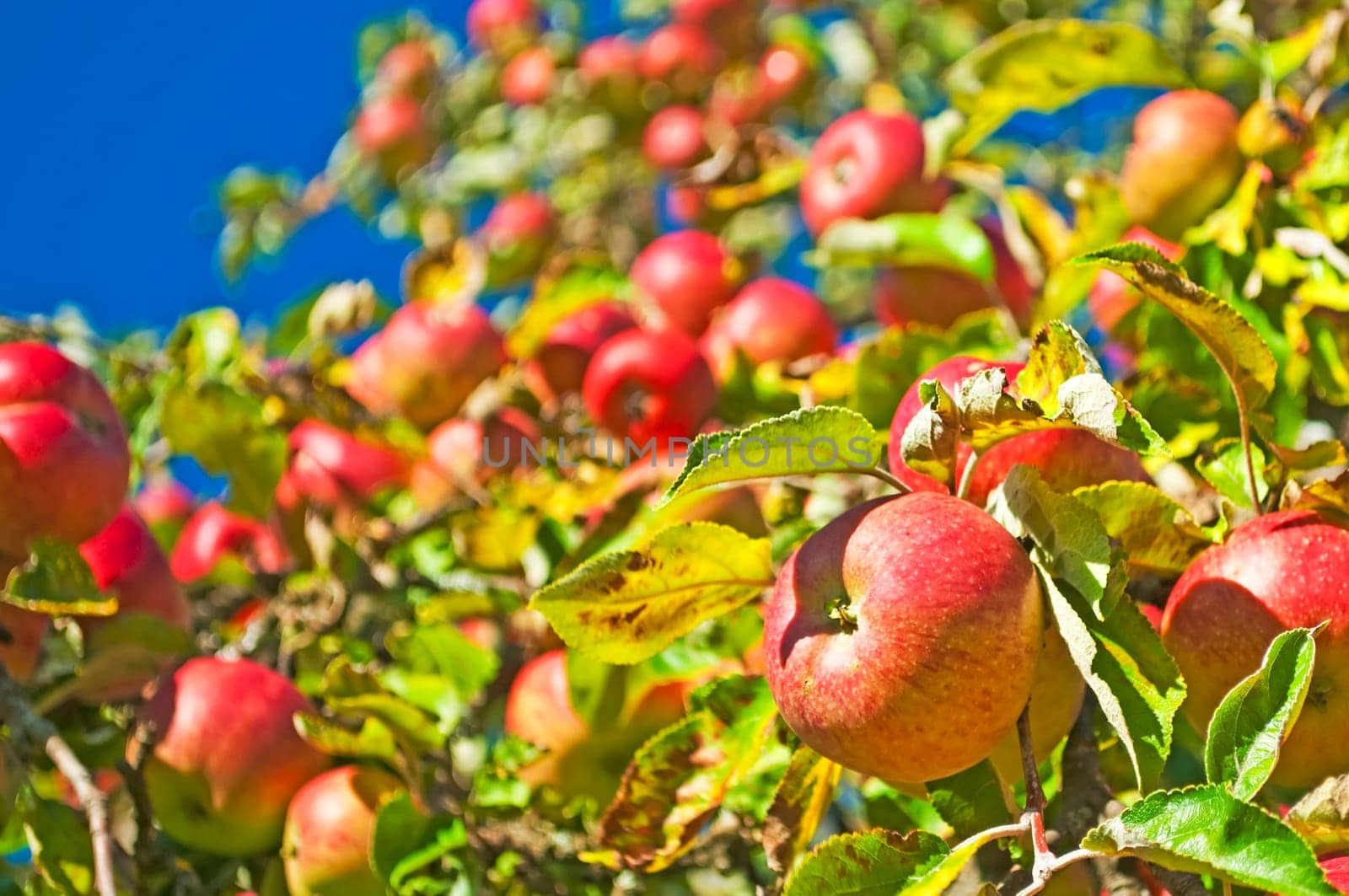 Apples without (New York)
