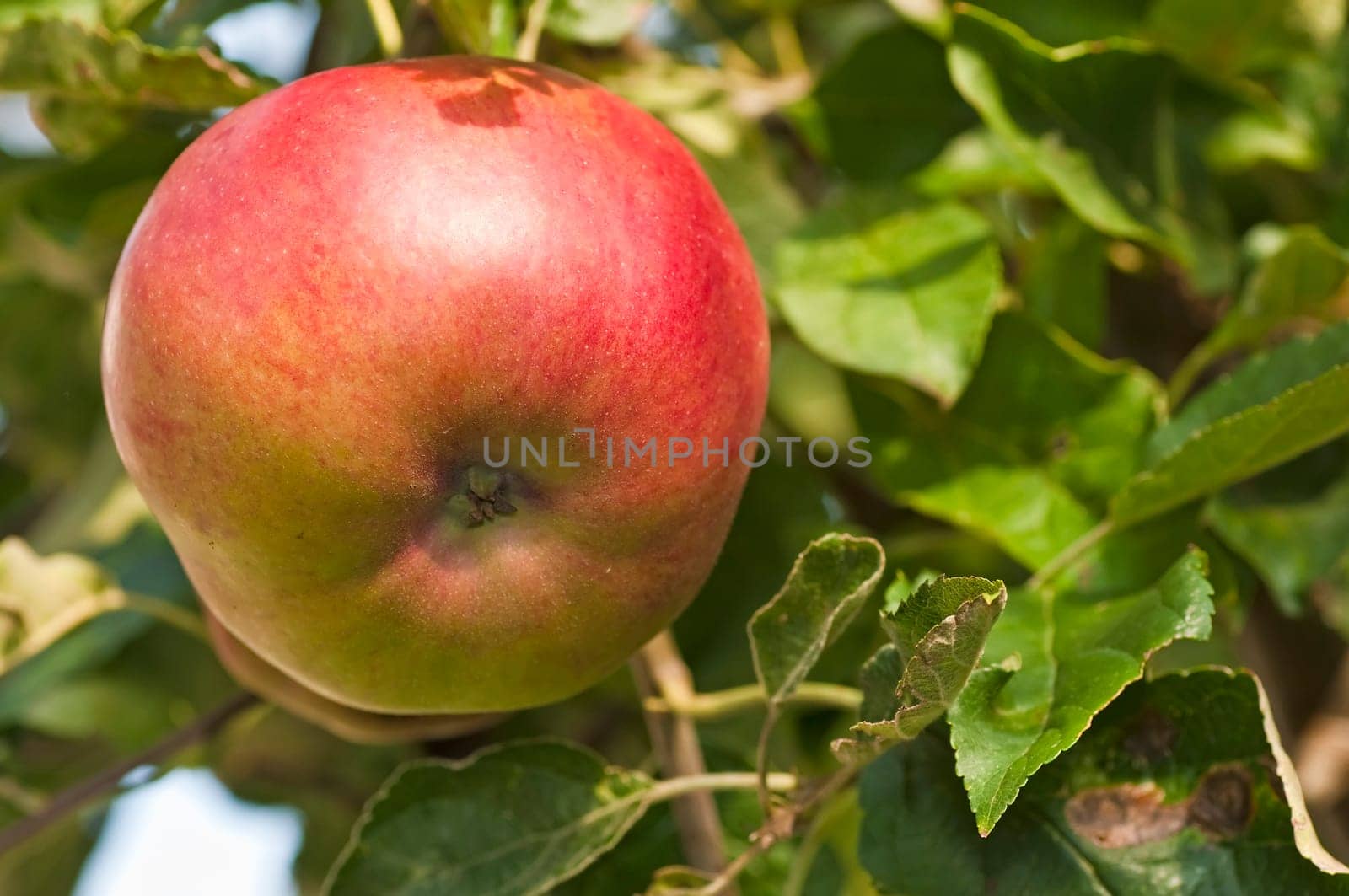 Apples without (New York)