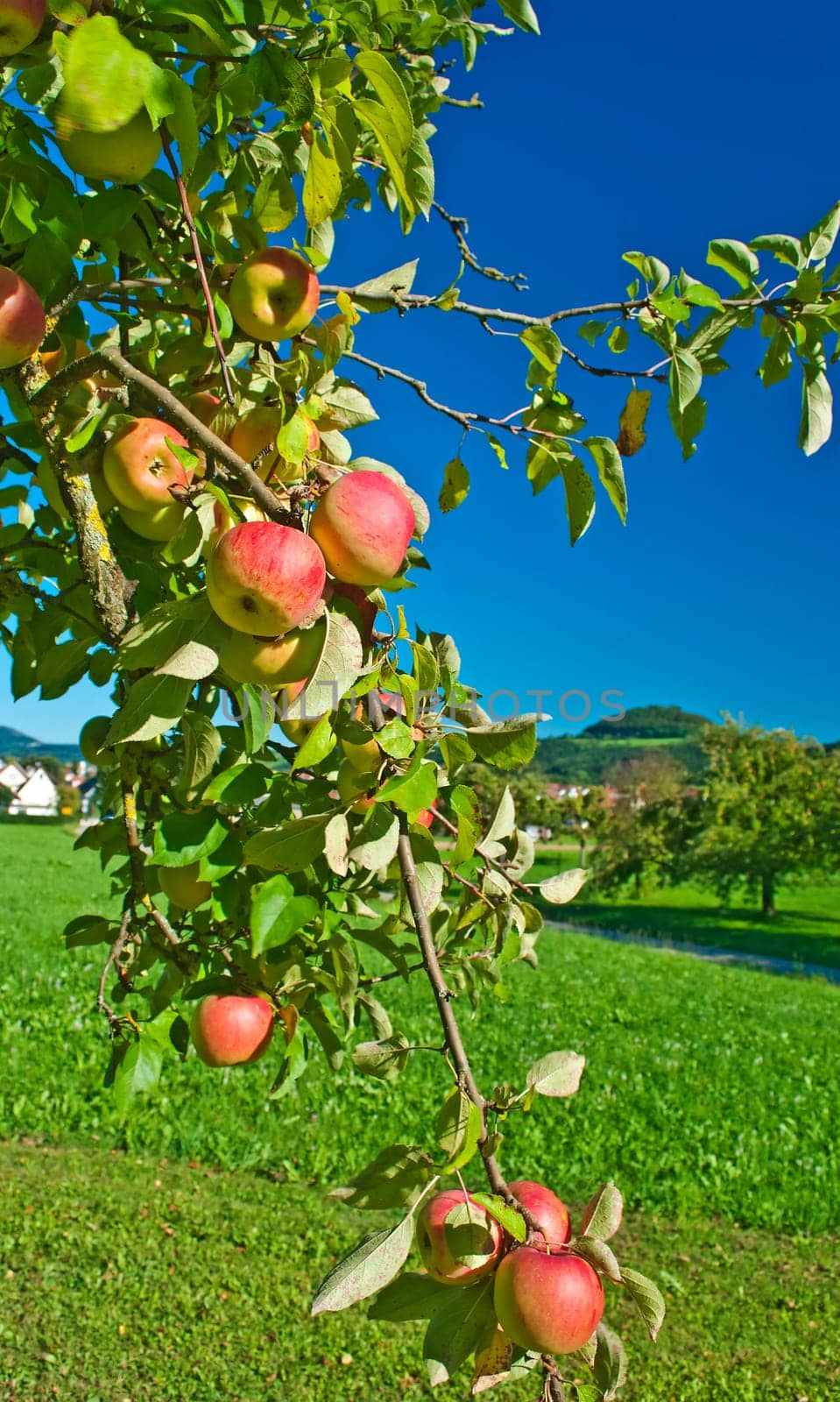 Apple tree with blue sky