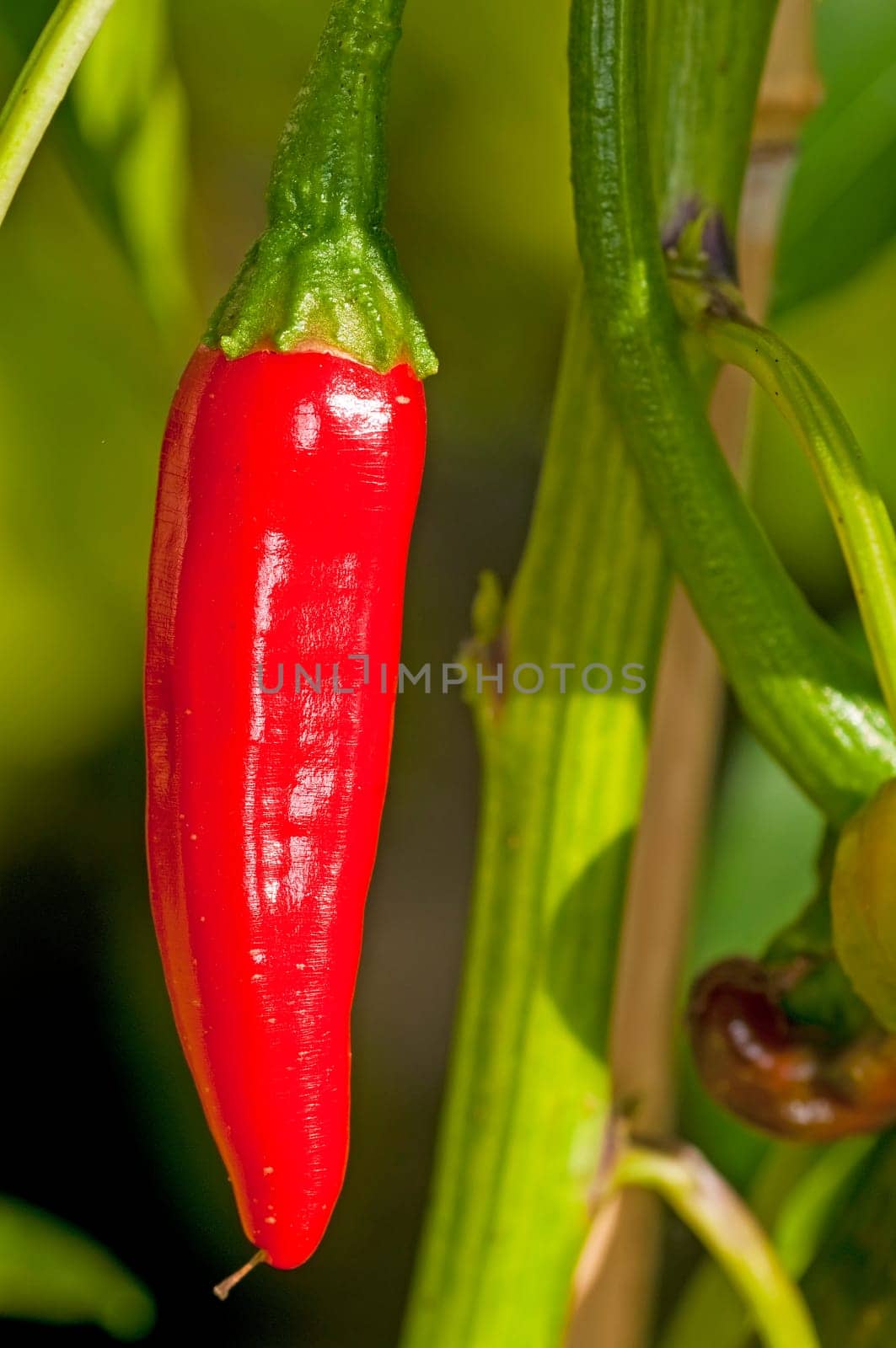 Chili plant with fruit