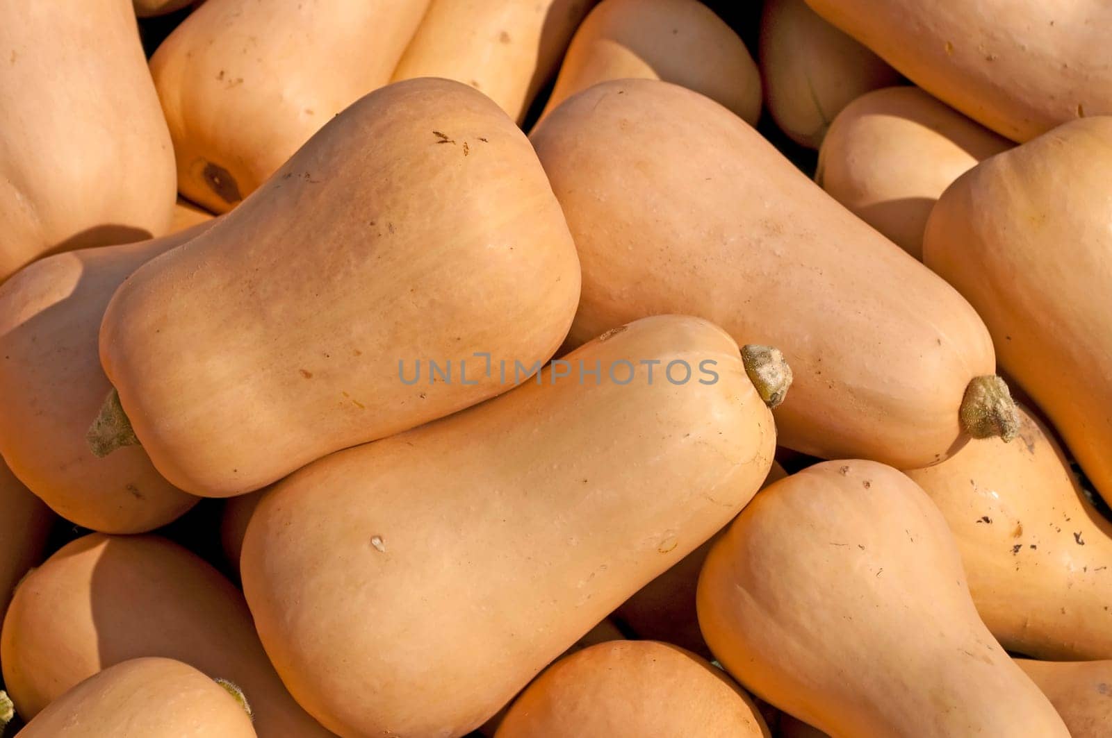 Butter squash