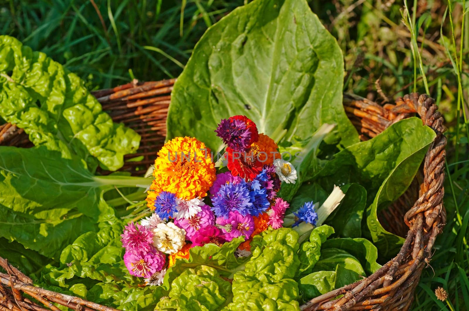 Harvest basket with chard and flowers