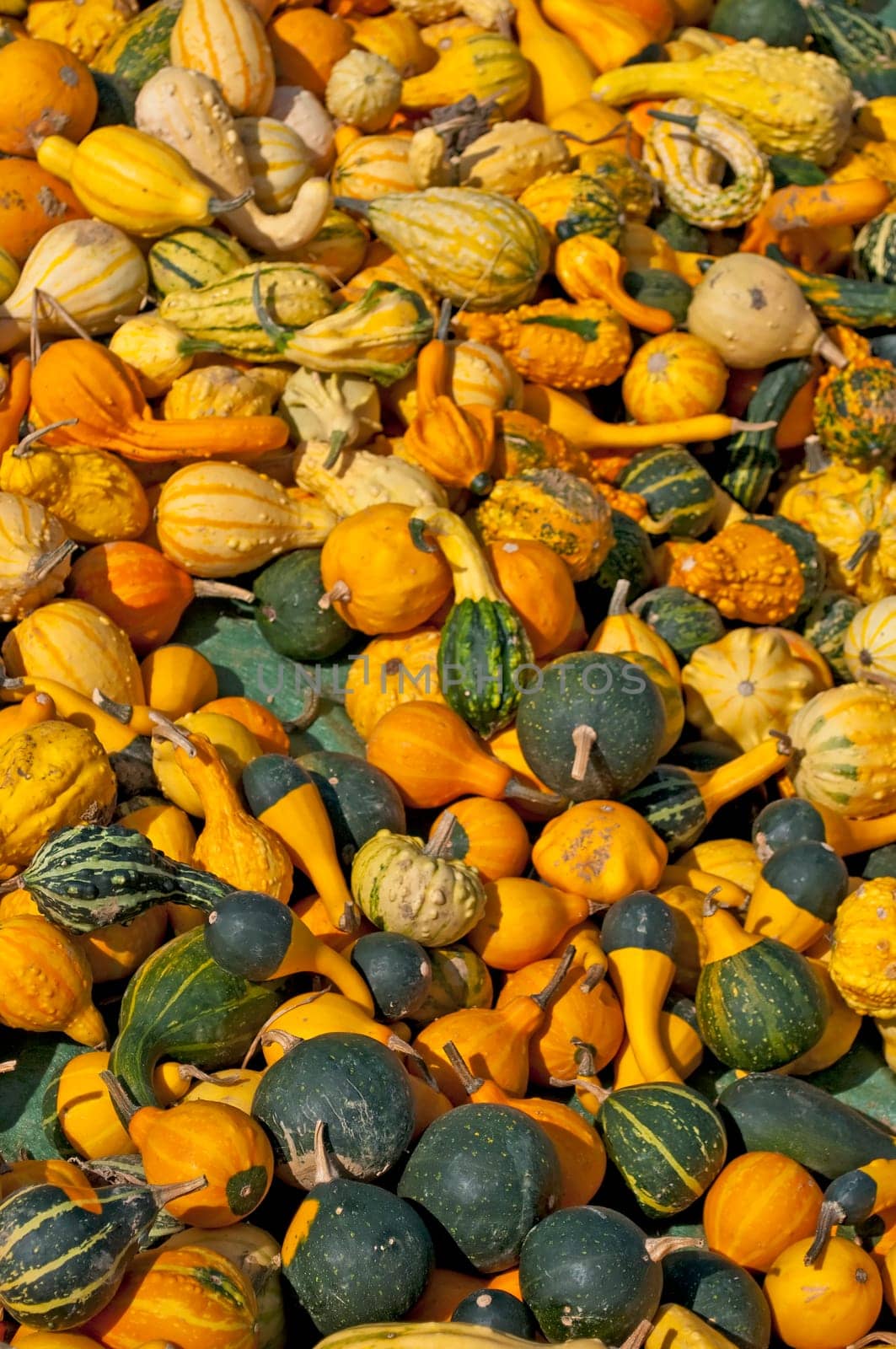 Pumpkin for decoration